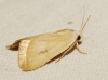 Eublemma pura