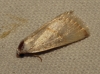 Eublemma pura