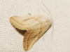 Eublemma pura
