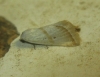 Eublemma pura