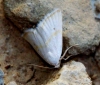 Eublemma pura