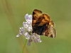 Euclidia glyphica