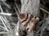 Euclidia glyphica