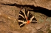 Euplagia quadripunctaria (Poda, 1761)