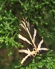 Euplagia quadripunctaria