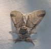 Furcula bifida