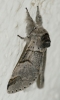 Furcula bifida