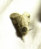 Furcula bifida