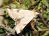 Heliothis peltigera Heliothis peltigera