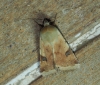 Heliothis peltigera Heliothis peltigera