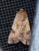 Heliothis peltigera Heliothis peltigera