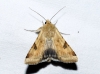 Heliothis peltigera