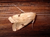 Heliothis peltigera Heliothis peltigera
