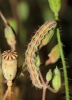 Heliothis peltigera