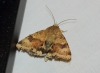 Heliothis viriplaca