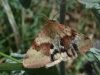 Heliothis viriplaca ?