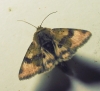 Heliothis viriplaca