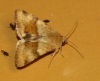 Heliothis viriplaca