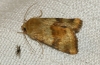 Heliothis viriplaca