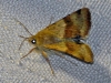 Heliothis viriplaca