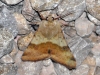 Heliothis viriplaca