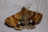 Heliothis viriplaca