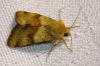 Heliothis viriplaca