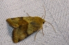 Heliothis viriplaca