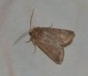 Hoplodrina ambigua