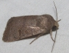 Hoplodrina ambigua