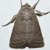 Hoplodrina hesperica