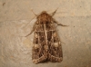 Leucochlaena oditis