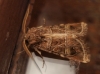 Leucochlaena oditis