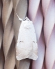 Lygephila craccae