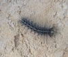 Lymantria dispar