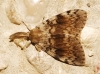 Lymantria dispar