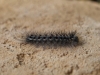Lymantria dispar