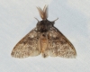 Lymantria dispar