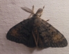 Lymantria dispar