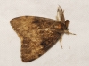 Lymantria dispar