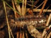 Lymantria dispar ?