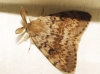 Lymantria dispar