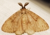 Lymantria dispar