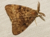 Lymantria dispar