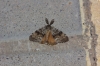 Lymantria dispar