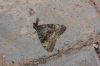 Lymantria dispar