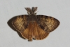 Lymantria dispar