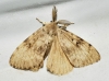 Lymantria dispar