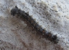 Lymantria dispar