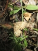 Lymantria dispar